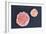 Stem Cells, SEM-Science Photo Library-Framed Photographic Print