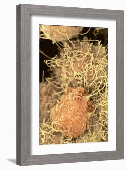 Stem Cells, SEM-Science Photo Library-Framed Photographic Print