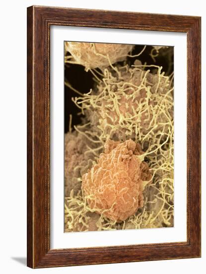 Stem Cells, SEM-Science Photo Library-Framed Photographic Print