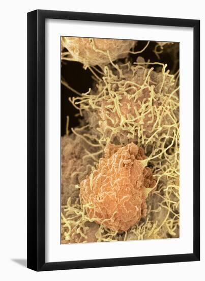 Stem Cells, SEM-Science Photo Library-Framed Photographic Print