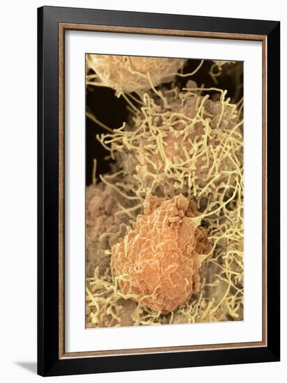 Stem Cells, SEM-Science Photo Library-Framed Photographic Print