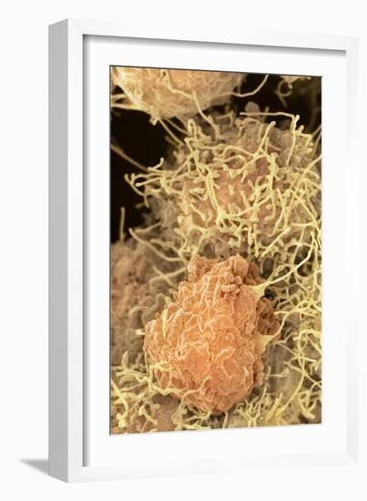 Stem Cells, SEM-Science Photo Library-Framed Photographic Print