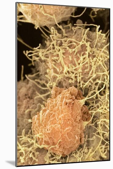 Stem Cells, SEM-Science Photo Library-Mounted Photographic Print
