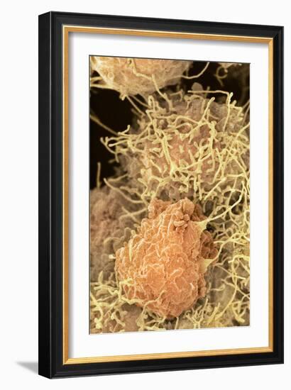 Stem Cells, SEM-Science Photo Library-Framed Photographic Print