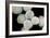 Stem Cells, SEM-Science Photo Library-Framed Photographic Print