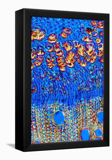 Stem of a Hemp Plant-Dr. Keith Wheeler-Framed Premier Image Canvas