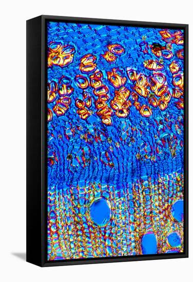 Stem of a Hemp Plant-Dr. Keith Wheeler-Framed Premier Image Canvas