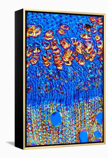 Stem of a Hemp Plant-Dr. Keith Wheeler-Framed Premier Image Canvas