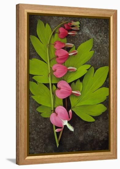 Stem of Pink and White Flowers of Bleeding Heart or Dicentra Gold Heart Lying-Den Reader-Framed Premier Image Canvas