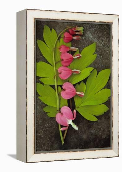 Stem of Pink and White Flowers of Bleeding Heart or Dicentra Gold Heart Lying-Den Reader-Framed Premier Image Canvas