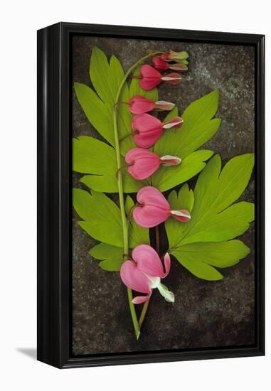 Stem of Pink and White Flowers of Bleeding Heart or Dicentra Gold Heart Lying-Den Reader-Framed Premier Image Canvas