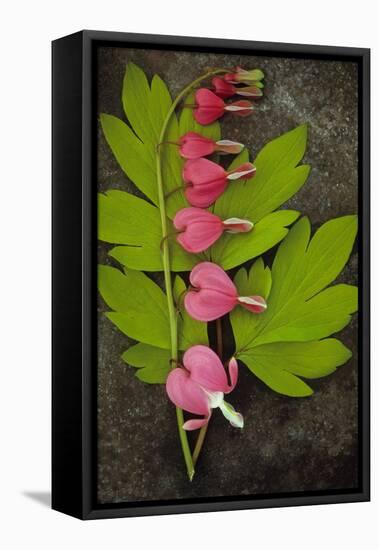 Stem of Pink and White Flowers of Bleeding Heart or Dicentra Gold Heart Lying-Den Reader-Framed Premier Image Canvas