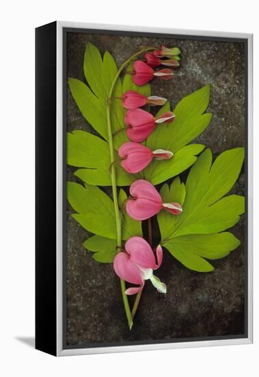 Stem of Pink and White Flowers of Bleeding Heart or Dicentra Gold Heart Lying-Den Reader-Framed Premier Image Canvas