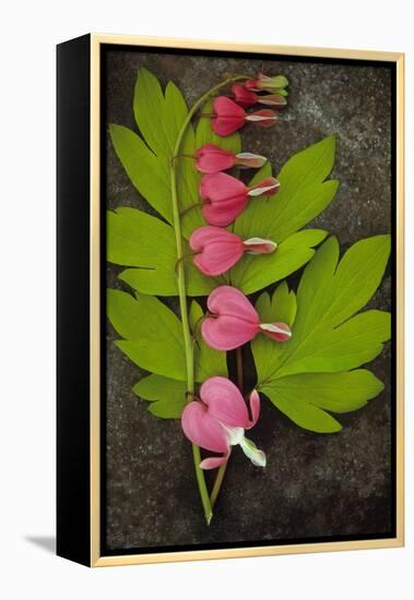 Stem of Pink and White Flowers of Bleeding Heart or Dicentra Gold Heart Lying-Den Reader-Framed Premier Image Canvas