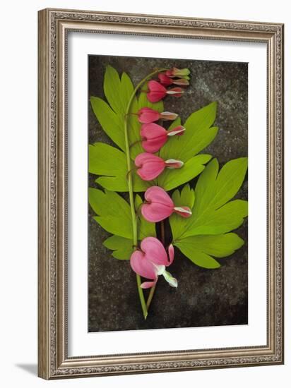 Stem of Pink and White Flowers of Bleeding Heart or Dicentra Gold Heart Lying-Den Reader-Framed Photographic Print