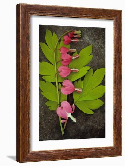 Stem of Pink and White Flowers of Bleeding Heart or Dicentra Gold Heart Lying-Den Reader-Framed Photographic Print