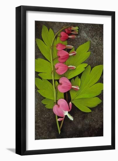 Stem of Pink and White Flowers of Bleeding Heart or Dicentra Gold Heart Lying-Den Reader-Framed Photographic Print