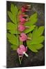 Stem of Pink and White Flowers of Bleeding Heart or Dicentra Gold Heart Lying-Den Reader-Mounted Photographic Print