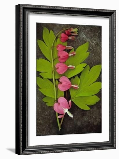 Stem of Pink and White Flowers of Bleeding Heart or Dicentra Gold Heart Lying-Den Reader-Framed Photographic Print