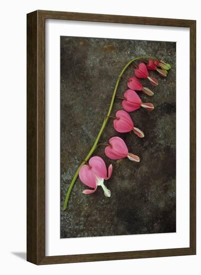 Stem of Pink and White Flowers of Bleeding Heart or Dicentra Gold Heart Lying-Den Reader-Framed Photographic Print