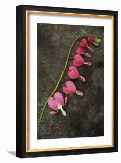 Stem of Pink and White Flowers of Bleeding Heart or Dicentra Gold Heart Lying-Den Reader-Framed Photographic Print