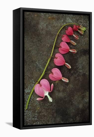 Stem of Pink and White Flowers of Bleeding Heart or Dicentra Gold Heart Lying-Den Reader-Framed Premier Image Canvas