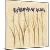 Stems of Iris-Cheri Blum-Mounted Art Print