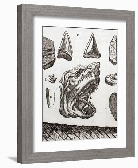 Steno's Shark Tooth Fossil-Paul Stewart-Framed Photographic Print