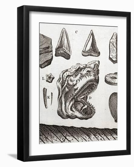 Steno's Shark Tooth Fossil-Paul Stewart-Framed Photographic Print