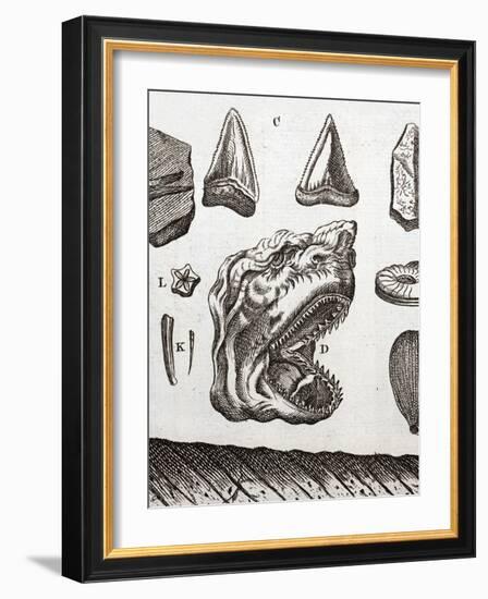 Steno's Shark Tooth Fossil-Paul Stewart-Framed Photographic Print