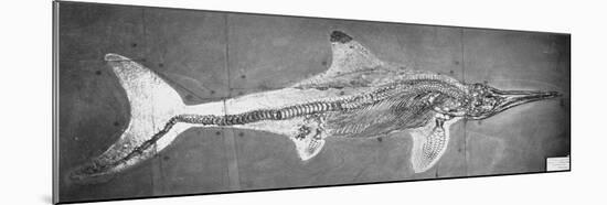 Stenopterygius Megacephalus (The Oxford Ichthyosaur) Found Nr. Stuttgart, Germany, Upper Lias…-null-Mounted Giclee Print