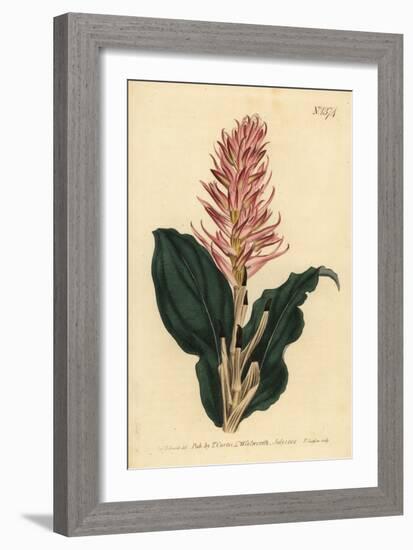 Stenorrhynchos Speciosum Orchid (Red-Flowered Neottia, Neottia Speciosa)-Sydenham Teast Edwards-Framed Giclee Print