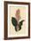 Stenorrhynchos Speciosum Orchid (Red-Flowered Neottia, Neottia Speciosa)-Sydenham Teast Edwards-Framed Giclee Print