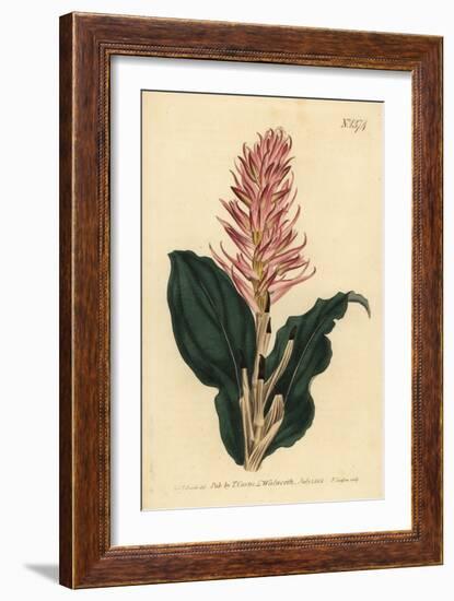 Stenorrhynchos Speciosum Orchid (Red-Flowered Neottia, Neottia Speciosa)-Sydenham Teast Edwards-Framed Giclee Print