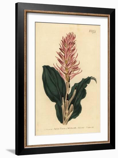 Stenorrhynchos Speciosum Orchid (Red-Flowered Neottia, Neottia Speciosa)-Sydenham Teast Edwards-Framed Giclee Print