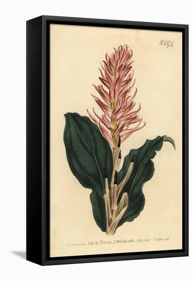 Stenorrhynchos Speciosum Orchid (Red-Flowered Neottia, Neottia Speciosa)-Sydenham Teast Edwards-Framed Premier Image Canvas