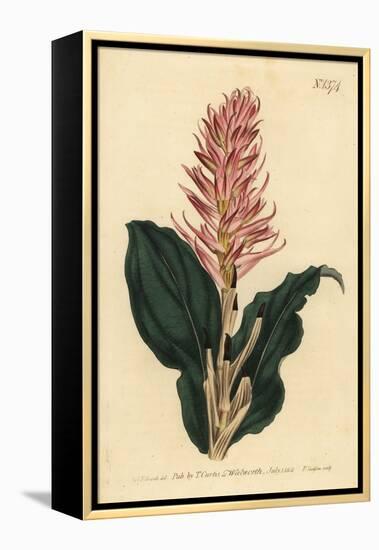 Stenorrhynchos Speciosum Orchid (Red-Flowered Neottia, Neottia Speciosa)-Sydenham Teast Edwards-Framed Premier Image Canvas