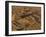 Step Pyramid of Djoser, Saqqara, Old Kingdom, Egypt-Kenneth Garrett-Framed Photographic Print