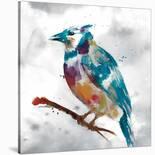 Blue Jay-Stephane Fontaine-Stretched Canvas