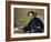 Stephane Mallarme (1842-98) 1876-Edouard Manet-Framed Giclee Print