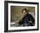 Stéphane Mallarmé by ‰Douard Manet-Édouard Manet-Framed Giclee Print