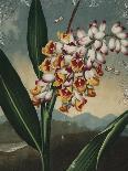 Vintage Botanical - Peony-Stephanie Monahan-Giclee Print