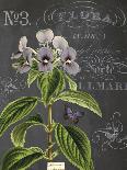 Vintage Botanical - Campanula-Stephanie Monahan-Giclee Print