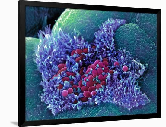 Photographic Print, , large