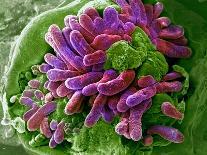 E. Coli Bacteria, SEM-Stephanie Schuller-Photographic Print