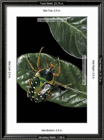 Stephanorrhina Guttata Spotted Flower Beetle Photographic Print Paul Starosta Art Com Stephanorrhina Guttata Spotted Flower Beetle Photographic Print Paul Starosta Art Com