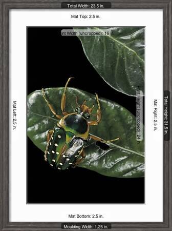 Stephanorrhina Guttata Spotted Flower Beetle Photographic Print Paul Starosta Art Com