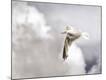 Premium Photographic Print