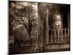 Photographic Print