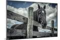 Photographic Print